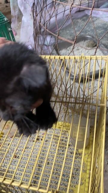 Mèo Anh lai tai cụp đen mun. Mua bán Mèo tại Huyện Bình Chánh Tp Hồ Chí Minh được đăng bởi Bách hoá Bird hình 1