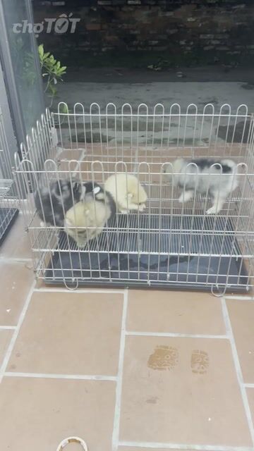 Chó Phốc Sóc Đa sắc. Mua bán Chó tại Quận Hoàng Mai Hà Nội được đăng bởi Giang  hình 1