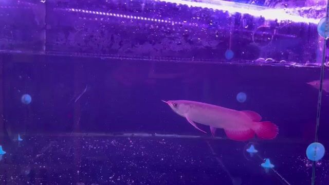 Huyết long Indo,U 19/20cm_đầu muỗng,đuôi to,ửng đỏ. Mua bán Thú cưng khác tại Quận Bình Tân Tp Hồ Chí Minh được đăng bởi cacanhnamlong hình 1