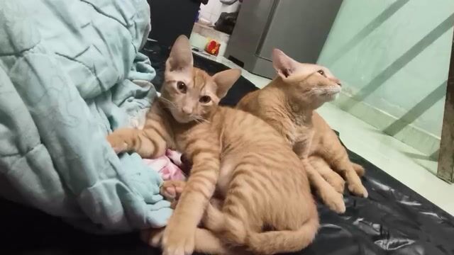 Mèo ALN lai Cam 1 tuổi. Mua bán Mèo tại Thành phố Thủ Dầu Một Bình Dương được đăng bởi Binhyen hình 1