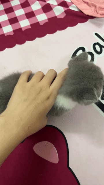 Mèo Lùn đực Bicolor. Mua bán Mèo tại Quận 11 Tp Hồ Chí Minh được đăng bởi Ngọc Ngọc Meow hình 1