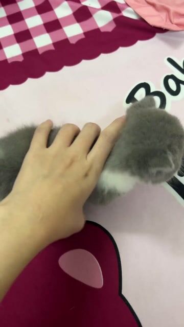 Mèo Lùn đực Bicolor. Mua bán Mèo tại Quận 11 Tp Hồ Chí Minh được đăng bởi Ngọc Ngọc Meow hình 1