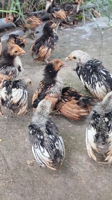 Gà vảy cá 1 tháng đã tiêm. Mua bán Gà tại Huyện Đức Hòa Long An được đăng bởi trantu hình 1
