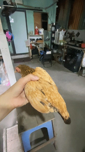Gà mái Nâu vàng Cái đang đẻ lứa 2. Mua bán Gà tại Quận Long Biên Hà Nội được đăng bởi gà tre 08866 một 5668 hình 1