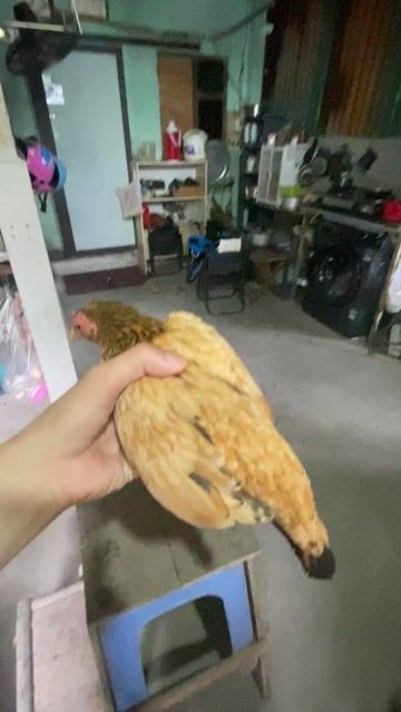 Gà mái Nâu vàng Cái đang đẻ lứa 2. Mua bán Gà tại Quận Long Biên Hà Nội được đăng bởi gà tre 08866 một 5668 hình 1