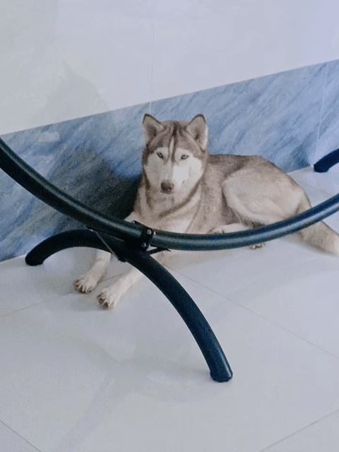 Chó Husky Đen, trắng, xám. Mua bán Chó tại Huyện Mỏ Cày Bắc Bến Tre được đăng bởi Thanh Hùng Lê hình 1