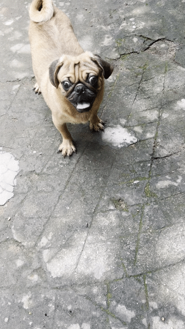 Chó Pug Thuần chủng Đực Trưởng thành Nâu. Mua bán Chó tại Huyện Châu Thành Tiền Giang được đăng bởi hoai anh hình 1
