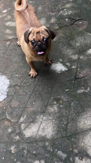 Chó Pug Thuần chủng Đực Trưởng thành Nâu. Mua bán Chó tại Huyện Châu Thành Tiền Giang được đăng bởi hoai anh hình 1