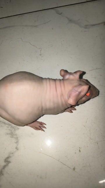 Chuột lang Skinny đực Niễn nhẹ. Mua bán Thú cưng khác tại Quận 7 Tp Hồ Chí Minh được đăng bởi BỌ Ú SG Q7 hình 1