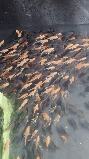 Cá Oranda Đa sắc. Mua bán Thú cưng khác tại Thị xã Tân Uyên Bình Dương được đăng bởi Hung Xuan hình 1