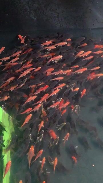 Cá Oranda Đa sắc. Mua bán Thú cưng khác tại Thị xã Tân Uyên Bình Dương được đăng bởi Hung Xuan hình 1