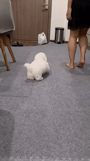 Bichon mini đực 6 tháng. Mua bán Chó tại Quận Hai Bà Trưng Hà Nội được đăng bởi Maison Bichon hình 1