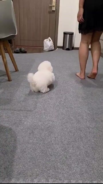 Bichon mini đực 6 tháng. Mua bán Chó tại Quận Hai Bà Trưng Hà Nội được đăng bởi Maison Bichon hình 1