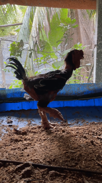 Gà Đông Tảo Trống Trung Lương Mỹ Tho. Mua bán Gà tại Thành phố Mỹ Tho Tiền Giang được đăng bởi Hưng hình 1