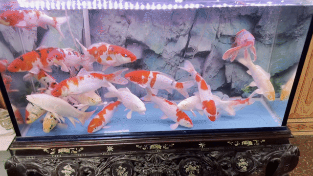cá koi. Mua bán Thú cưng khác tại Quận Hà Đông Hà Nội được đăng bởi Trại cá koi F1 hà nội hình 1