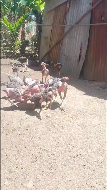 Gà choai trống dưới 1.5kg. Mua bán Gà tại Huyện Krông Pắc Đắk Lắk được đăng bởi Vạn Sự Tuỳ Duyên hình 1