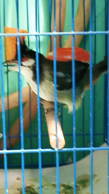  trống bông 6 tháng ktl đã sổ bọng . Mua bán Chim tại Quận 12 Tp Hồ Chí Minh được đăng bởi  Minh ánh  hình 1
