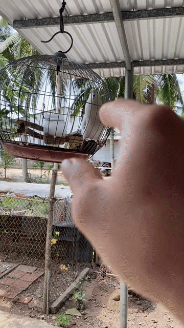 Cu khách. Mua bán Chim tại Huyện Càng Long Trà Vinh được đăng bởi Mai khoa hình 1