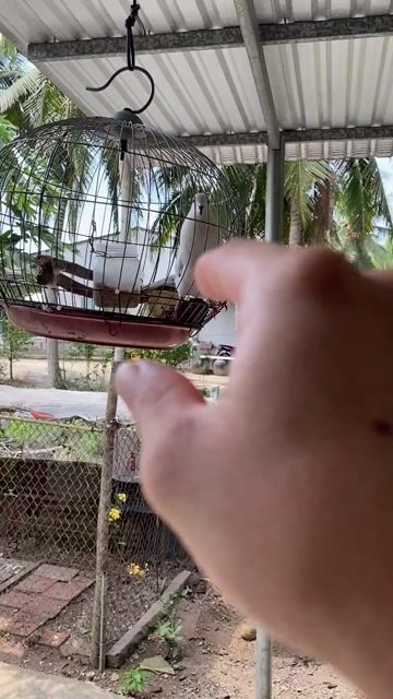 Cu khách. Mua bán Chim tại Huyện Càng Long Trà Vinh được đăng bởi Mai khoa hình 1