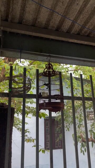 Chim 7 màu 3-4 tháng hót tốt. Mua bán Chim tại Thành phố Thủ Đức Tp Hồ Chí Minh được đăng bởi Nguyễn hưng hình 1