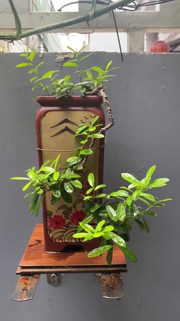 Cây cảnh Hải Châu Mini 20cm. Mua bán Cây cảnh, đồ trang trí tại Quận Thanh Khê Đà Nẵng được đăng bởi TRUNG NGHĨA hình 1