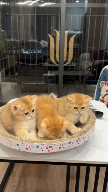Mèo Anh lông ngắn golden. Mua bán Mèo tại Quận Nam Từ Liêm Hà Nội được đăng bởi tấn nghiêm hình 1