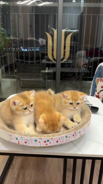 Mèo Anh lông ngắn golden. Mua bán Mèo tại Quận Nam Từ Liêm Hà Nội được đăng bởi tấn nghiêm hình 1