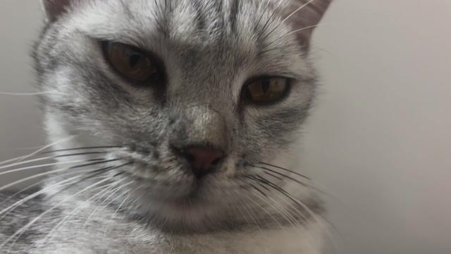 Mèo Silver Tabby lai aln tìm ba mẹ. Mua bán Mèo tại Quận 7 Tp Hồ Chí Minh được đăng bởi Thuý Vy hình 1