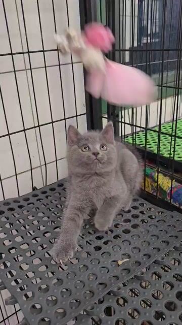 Sale cho 4bé 3cái 1đực nè. Mua bán Mèo tại Quận 11 Tp Hồ Chí Minh được đăng bởi Ngọc Ngọc Meow hình 1