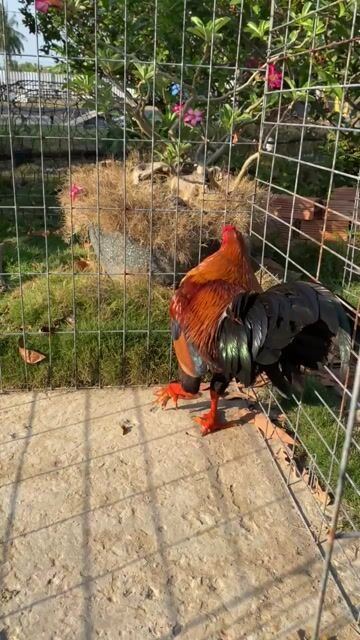 Gà chọi Nâu đỏ 3.6kg. Mua bán Gà tại Huyện Tân Phú Đông Tiền Giang được đăng bởi Pham Tung hình 1