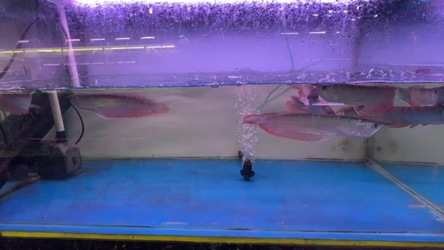 Cá Ngân Long 20-25 cm Khỏe mạnh. Mua bán Thú cưng khác tại Quận Tân Bình Tp Hồ Chí Minh được đăng bởi Ng Bảo Phúc hình 1