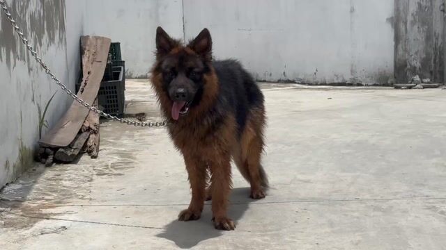 Chó Becgie đực 6 tháng. Mua bán Chó tại Huyện Bình Chánh Tp Hồ Chí Minh được đăng bởi Trường Bùi nguyên hình 1