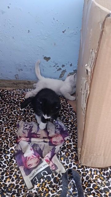 Mèo con 1 tháng tuổi. Mua bán Mèo tại Thành phố Buôn Ma Thuột Đắk Lắk được đăng bởi tran huyen hình 1