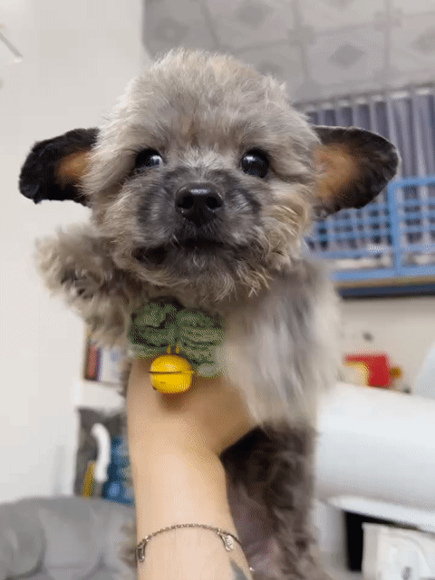Poodle Xám Tai Bướm Teacup Đực. Mua bán Chó tại Quận Bình Tân Tp Hồ Chí Minh được đăng bởi Linh Chi hình 1