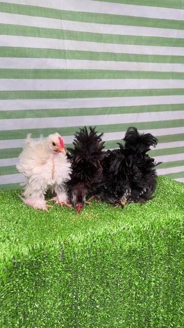 Gà cảnh Penkin xù khỏe mạnh nhanh nhẹn. Mua bán Gà tại Huyện Phụng Hiệp Hậu Giang được đăng bởi Văn Lê hình 1
