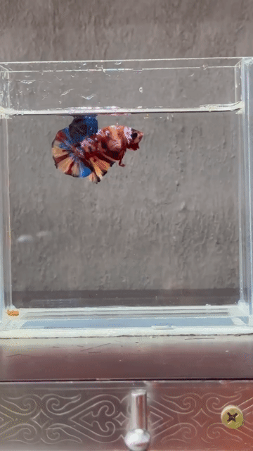 Cá Betta Nemo Galaxy Đa sắc. Mua bán Thú cưng khác tại Quận Tân Phú Tp Hồ Chí Minh được đăng bởi Tài hình 1