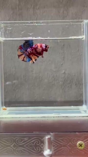 Cá Betta Nemo Galaxy Đa sắc. Mua bán Thú cưng khác tại Quận Tân Phú Tp Hồ Chí Minh được đăng bởi Tài hình 1