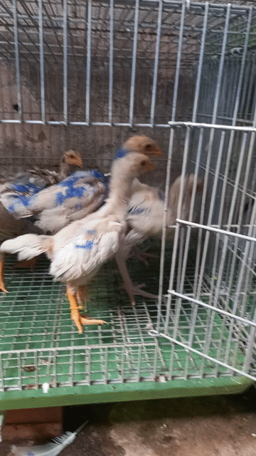 asil mỹ tốp 8 bé tay tròn dình nha. Mua bán Gà tại Quận Ô Môn Cần Thơ được đăng bởi Trại gà đá sai phan hình 1