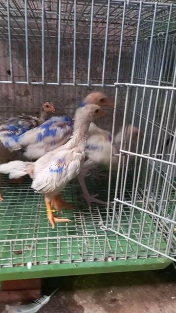 asil mỹ tốp 8 bé tay tròn dình nha. Mua bán Gà tại Quận Ô Môn Cần Thơ được đăng bởi Trại gà đá sai phan hình 1