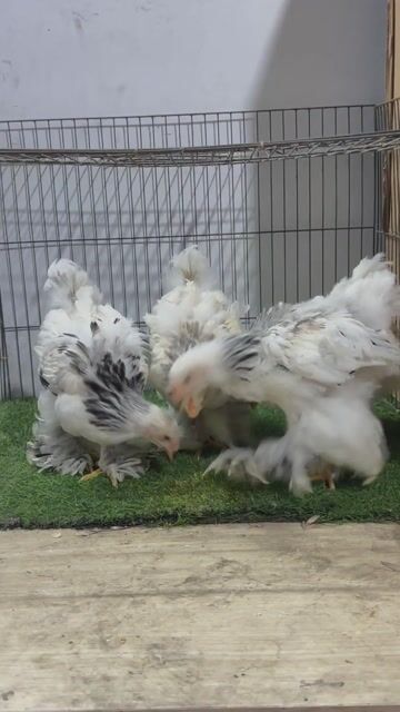 Gà Kì Lân thuần chủng. Mua bán Gà tại Thành phố Thủ Đức Tp Hồ Chí Minh được đăng bởi Gà Kì Lân Thủ Đức hình 1