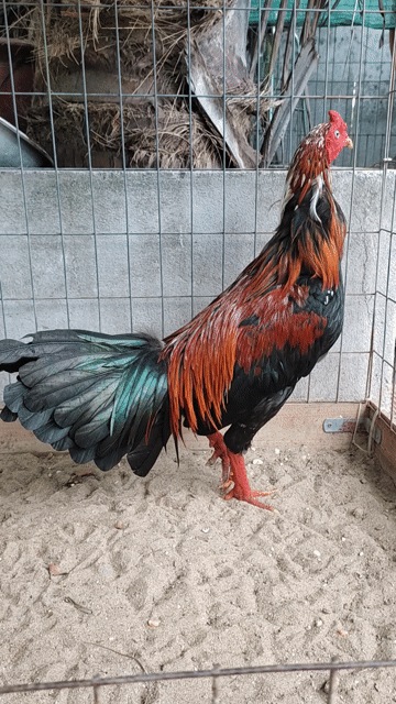 Gà que bông mắt trắng. Mua bán Gà tại Quận 12 Tp Hồ Chí Minh được đăng bởi gà nòi sanh sữa  hình 1