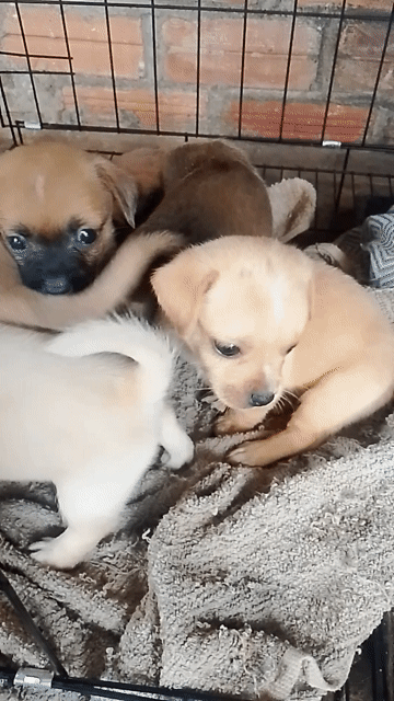 Chó con lai lạp xưởng. Mua bán Chó tại Thành phố Buôn Ma Thuột Đắk Lắk được đăng bởi Nguyễn Hung hình 1