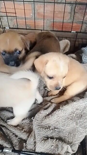 Chó con lai lạp xưởng. Mua bán Chó tại Thành phố Buôn Ma Thuột Đắk Lắk được đăng bởi Nguyễn Hung hình 1