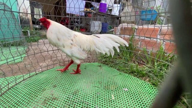 xám bướm chân trắng. Mua bán Gà tại Huyện Phong Điền Cần Thơ được đăng bởi mê gà nồi hình 1