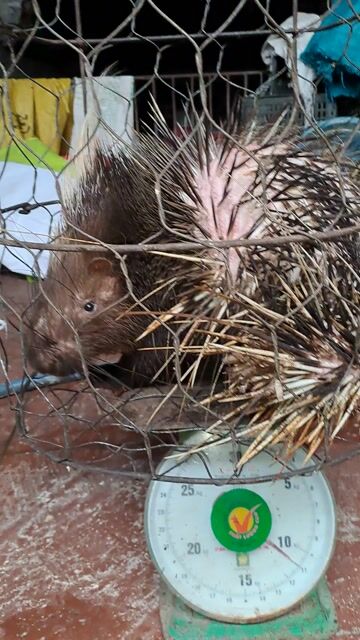 Nhím Hystrix brachyura nuôi sinh sản. Mua bán Thú cưng khác tại Huyện Phúc Thọ Hà Nội được đăng bởi Đức  hình 1