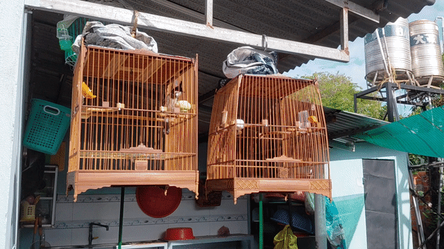 Chim thi, bổi mùa đầu . Mua bán Chim tại Huyện Hòa Thành Tây Ninh được đăng bởi Nguyễn Hoàng hình 1
