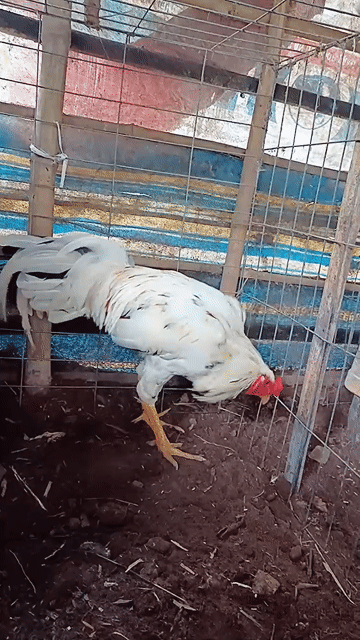 Bướm  3.1kg trạng 3kg7 tơ zin cự mạnh tay còn ốm . Mua bán Gà tại Huyện Châu Thành Hậu Giang được đăng bởi Vĩnh gà lai Hậu Giang  hình 1