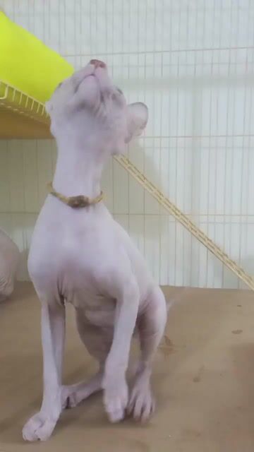 mèo Sphynx đực 4th tuổi. Mua bán Mèo tại Quận Gò Vấp Tp Hồ Chí Minh được đăng bởi Thanh Thanh hình 1