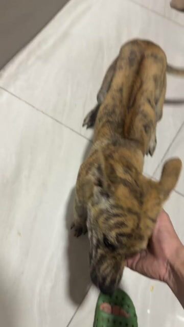 Chó Phú Quốc vện đẹp. Mua bán Chó tại Quận 12 Tp Hồ Chí Minh được đăng bởi QB SHOP PETS hình 1