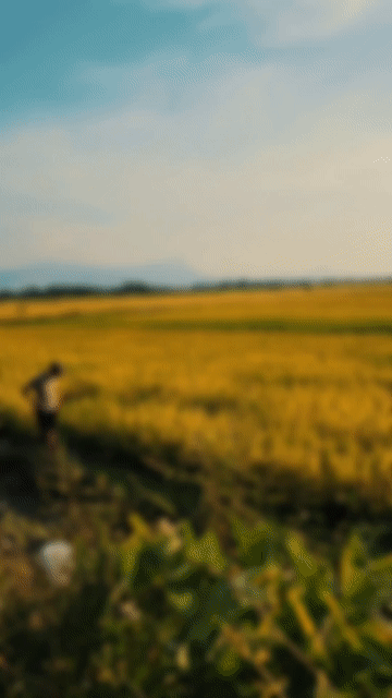 Dầu ăn Phụng Quê. Mua bán Đồ ăn, thực phẩm và các loại khác tại Quận Liên Chiểu Đà Nẵng được đăng bởi an hà hình 1